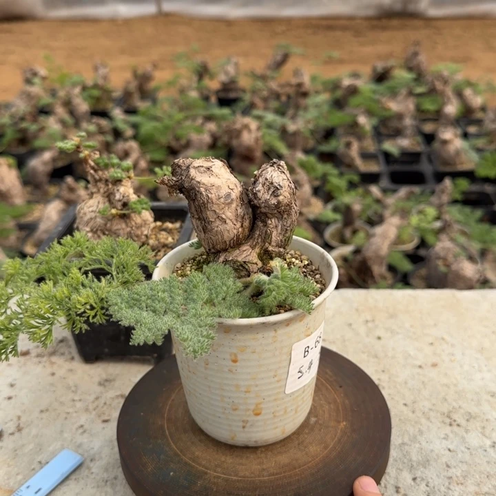 68枯木洋葵块根植物