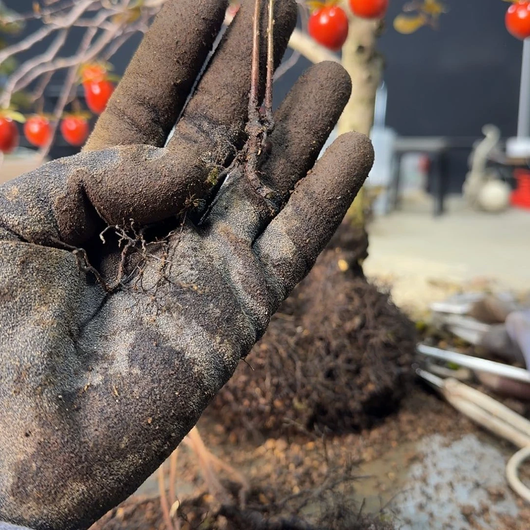 无花朵盆景顺丰到付老鸦