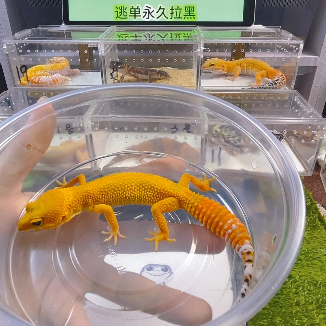 鳄鳞守宫守宫好看迷人可爱