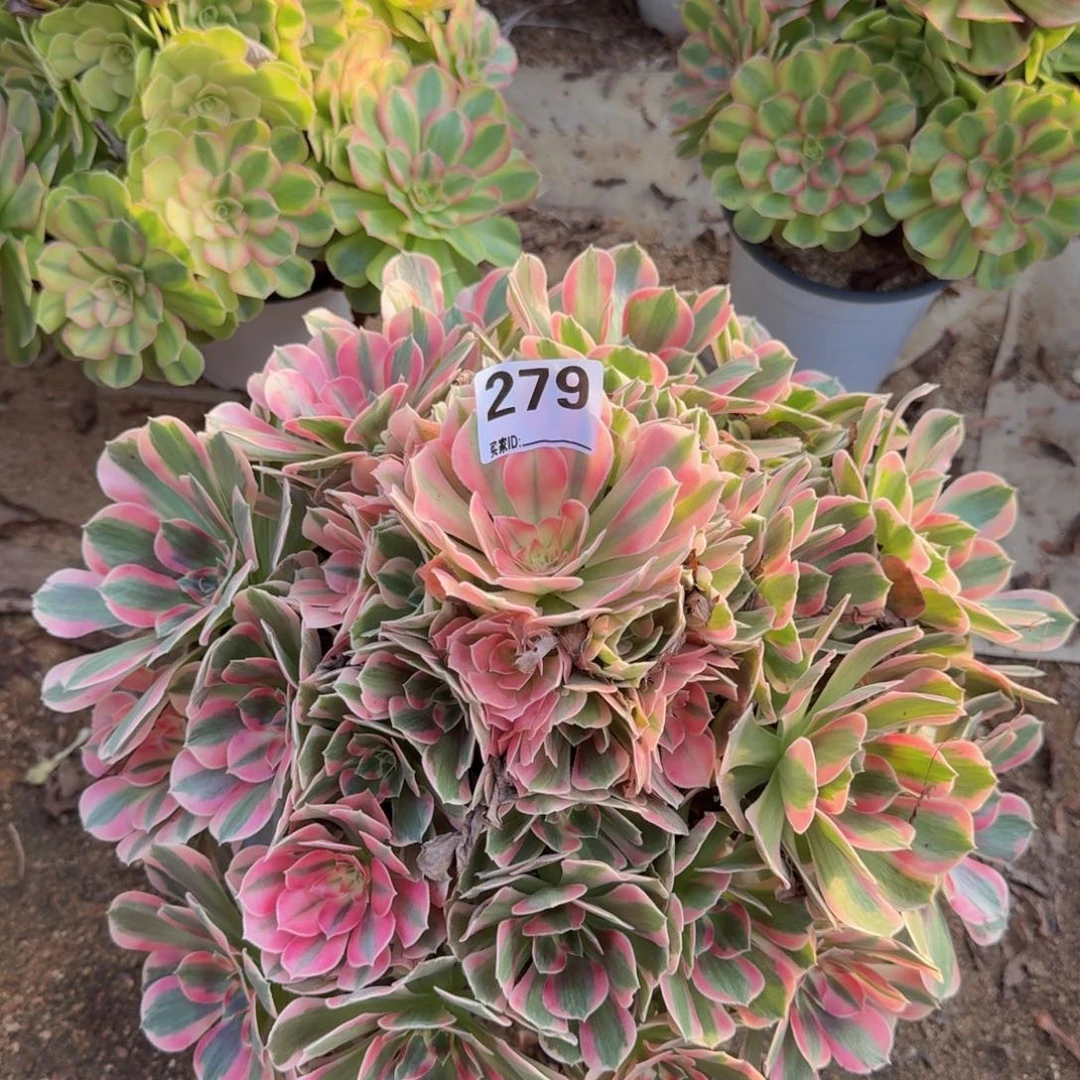 279粉女郎多肉植物