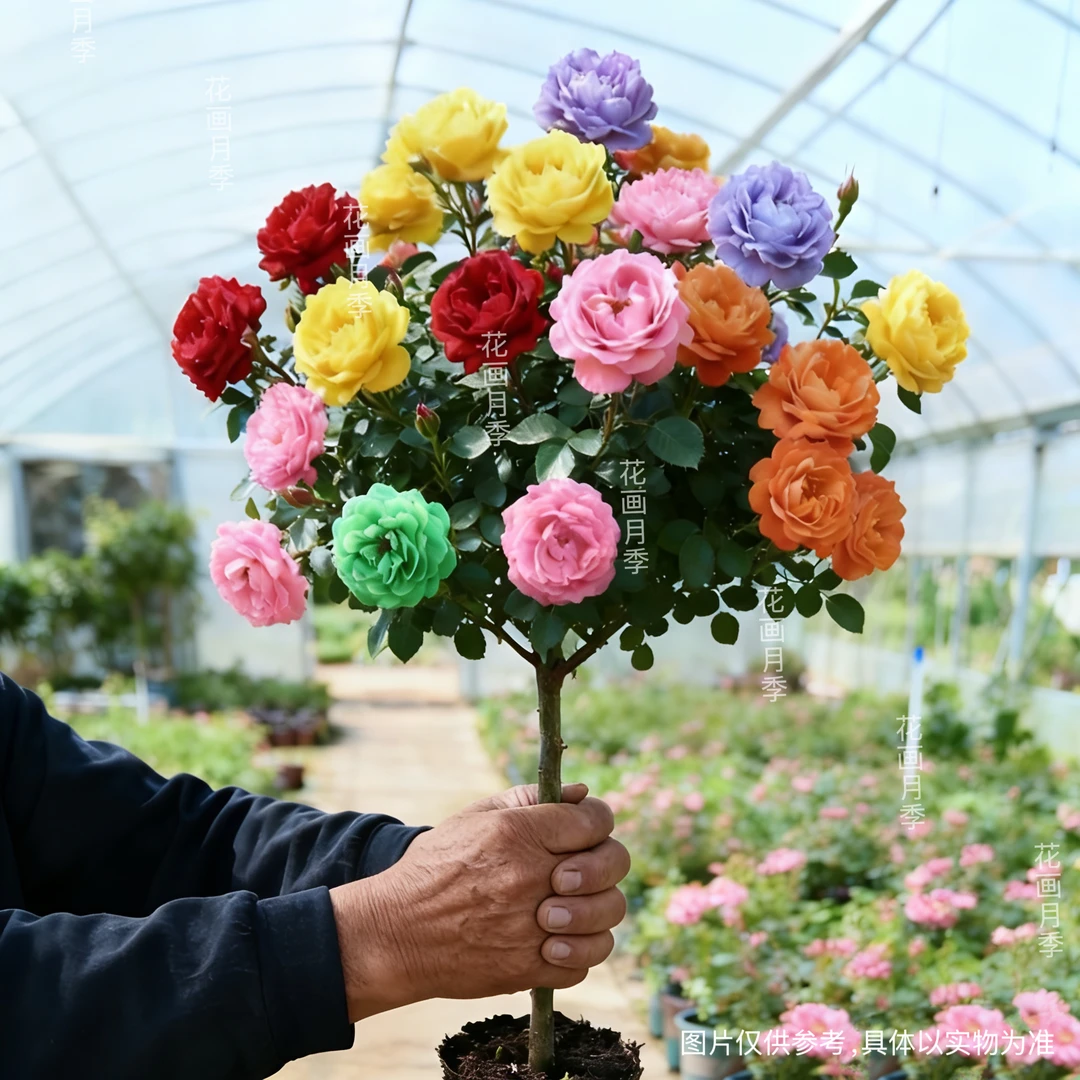 （买一送一）大花浓香高杆树状棒棒糖花卉露天苗耐寒耐热y