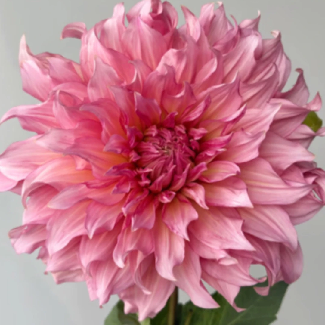 福利【islander岛民】大丽花超大花型精品进口整坨