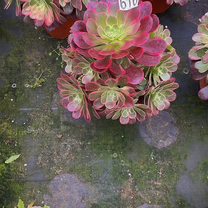 0000000000000616金丝雀