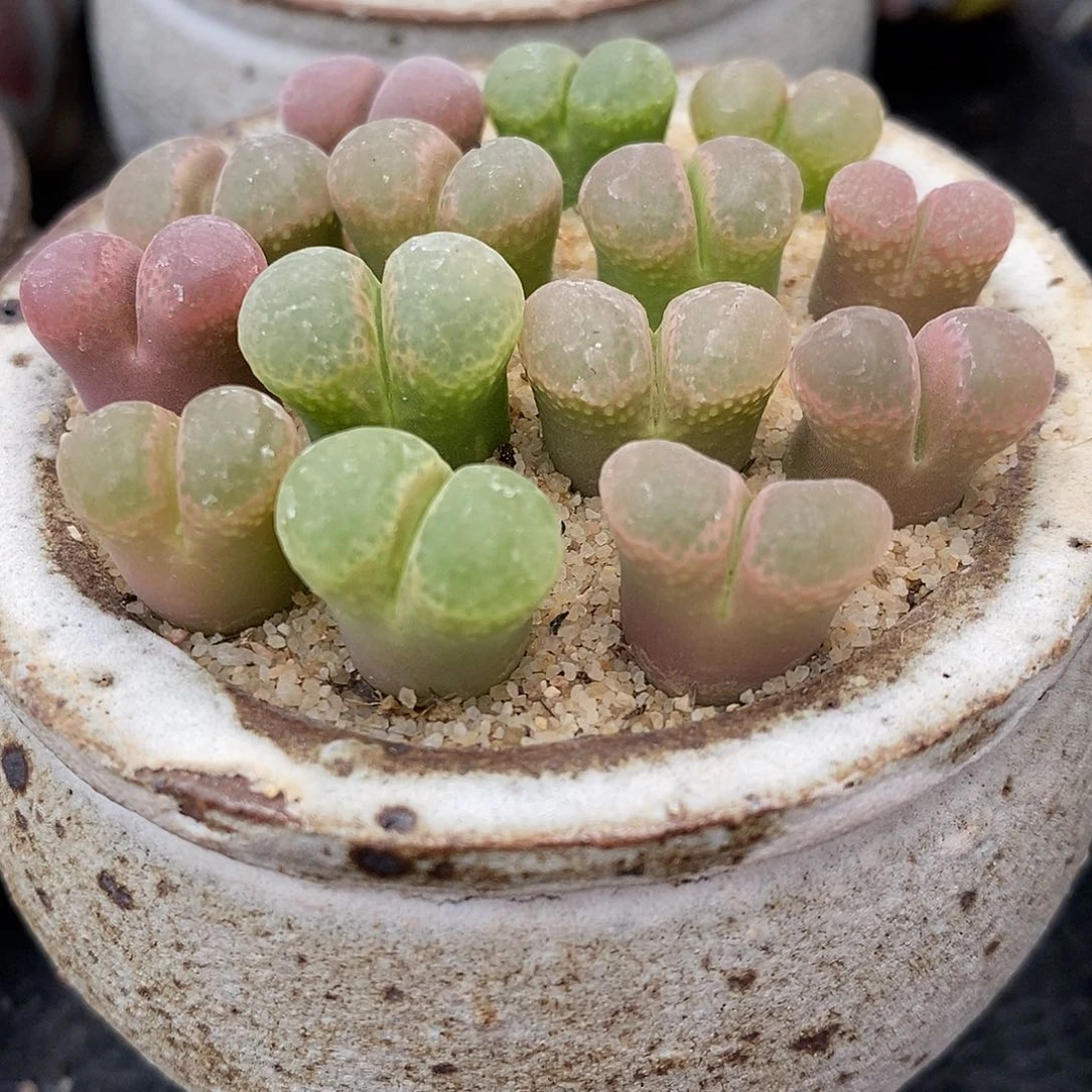 粉樱风铃1颗买2送1