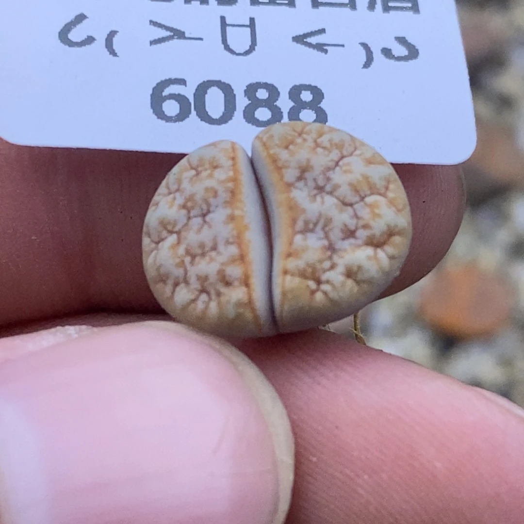 6088。18包邮.当天凑哦。新疆西藏88包邮