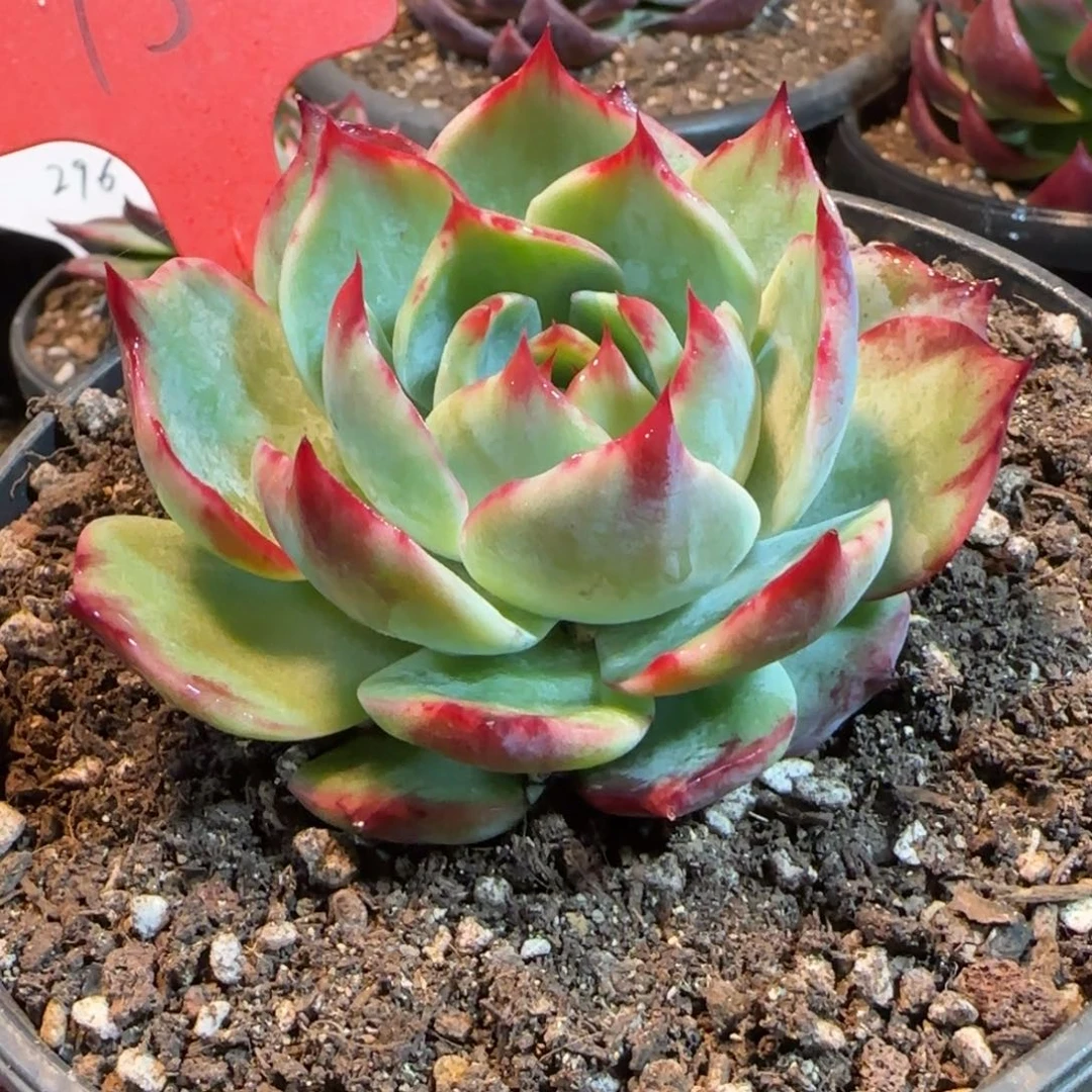 花脸拉丝惊鸿一物一拍包装收缩花旱150