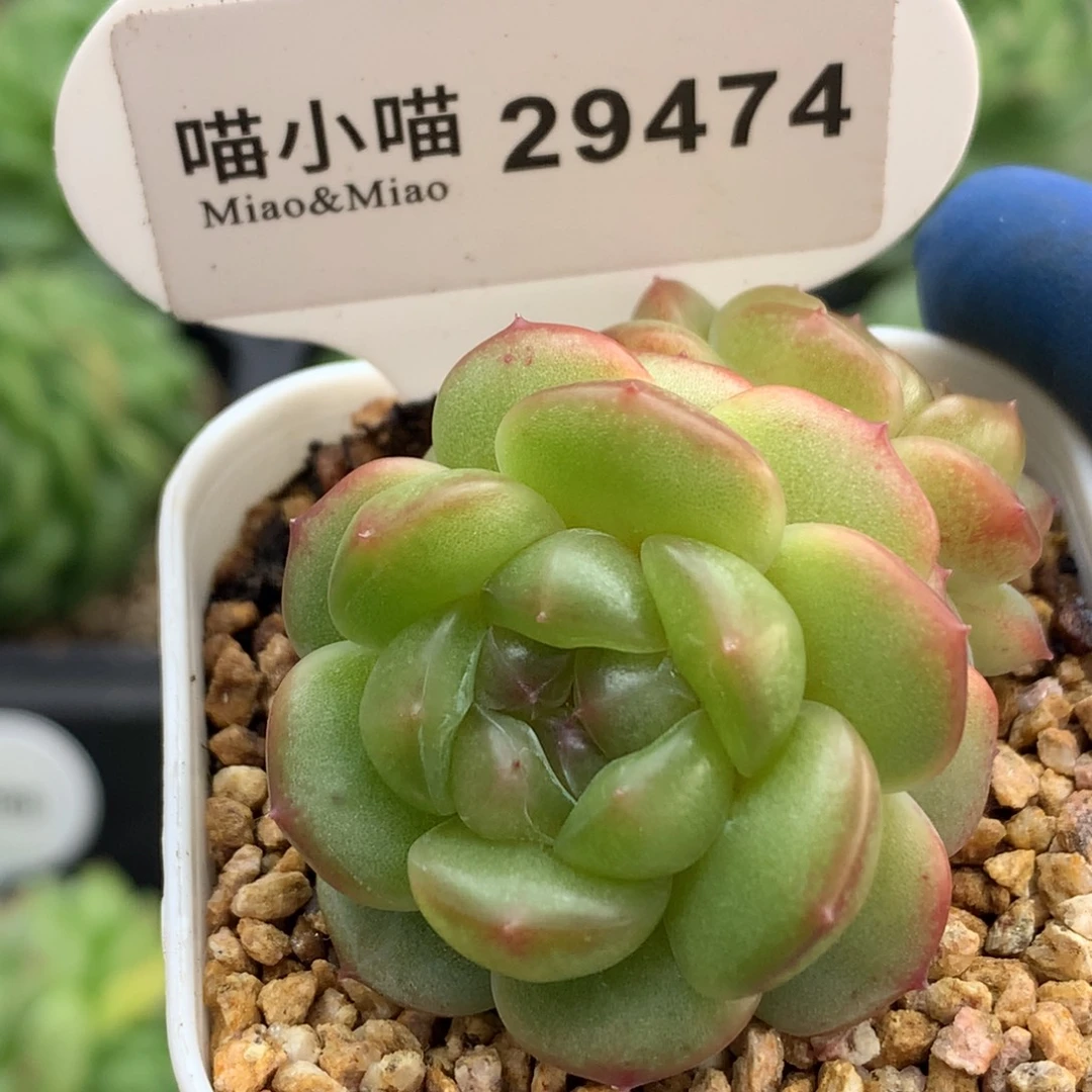 熙***儿多肉植物杂交珍妮