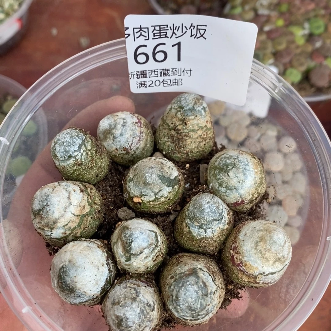 感谢您的支持，00661