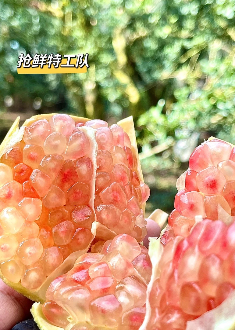 云南红河州蒙自市老树榴大果12宫格礼盒【送礼首选】