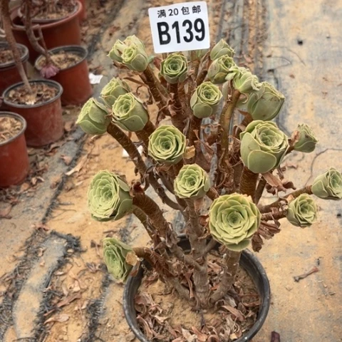 139绿玫瑰不包断枝