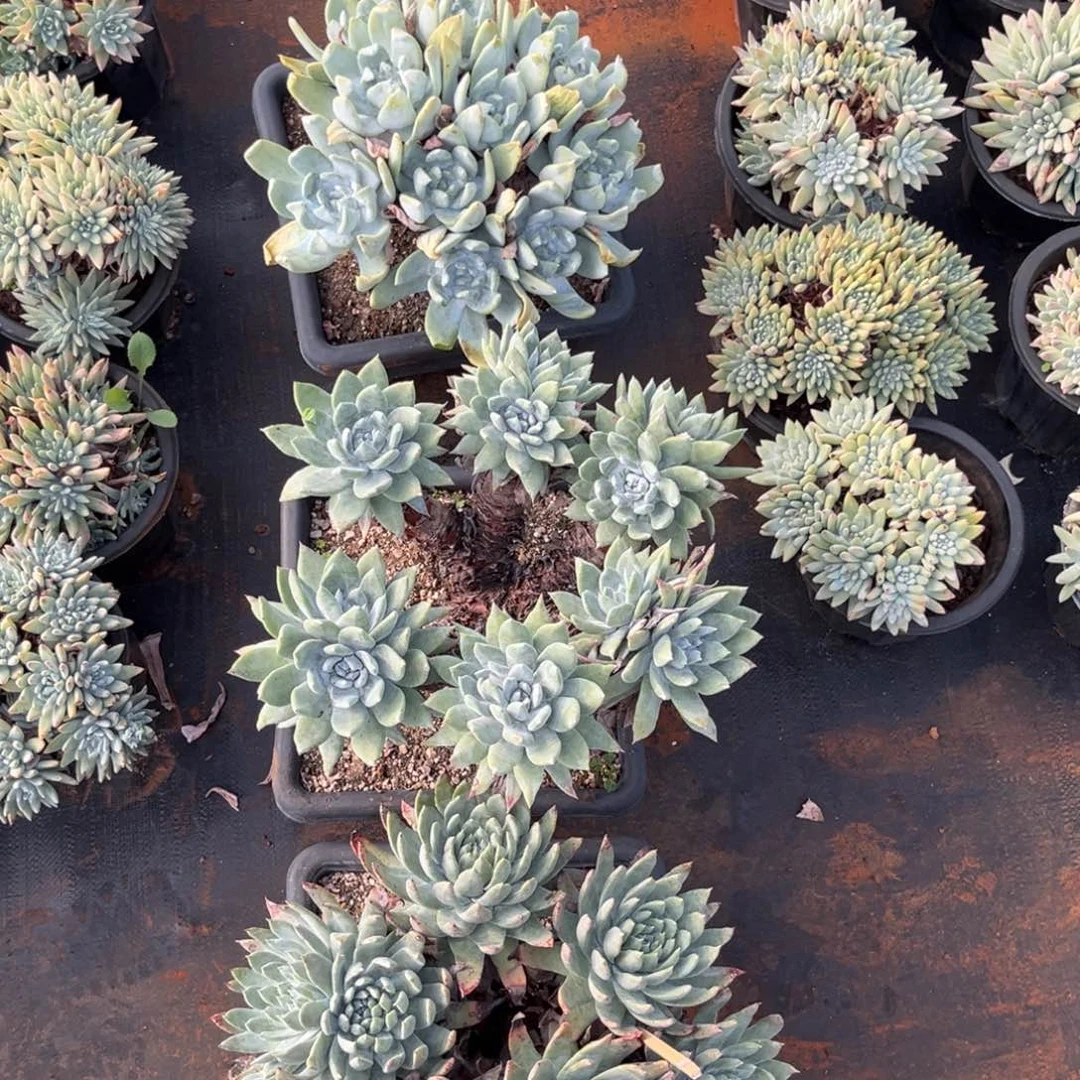 布***猫三颗塞丽娜，仙女杯多肉