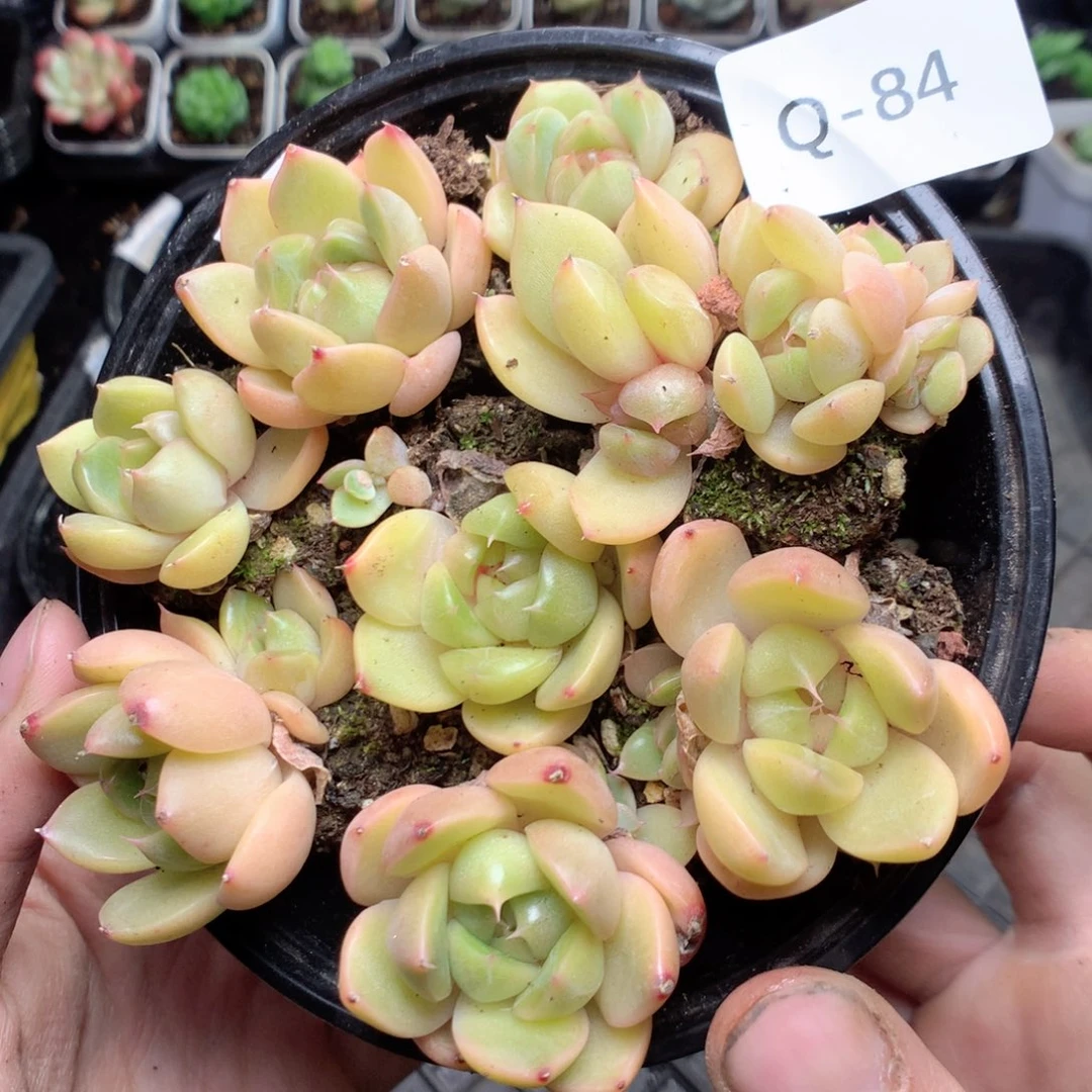 无花朵Q84yyyyyyyyyy