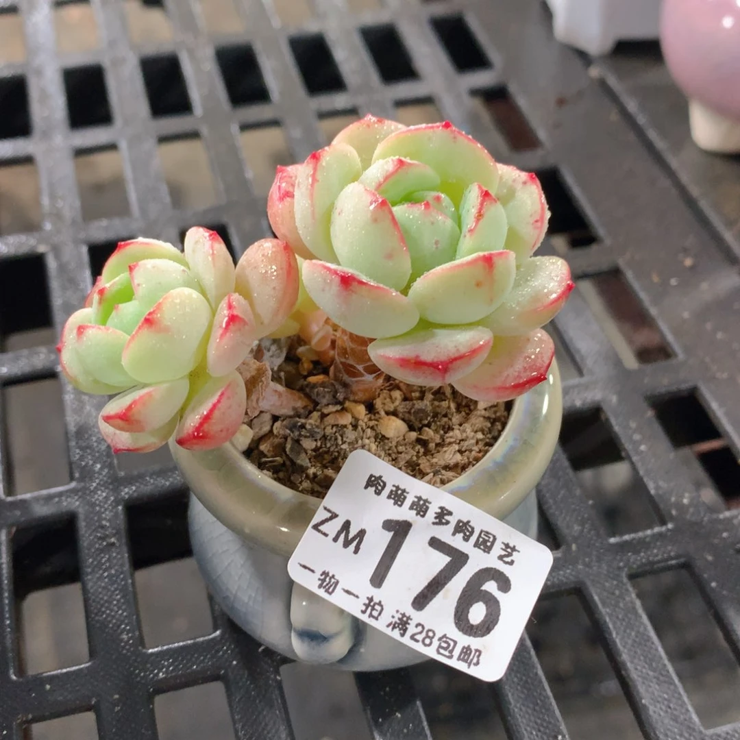 肉萌萌拇指盆精控多肉ZM176