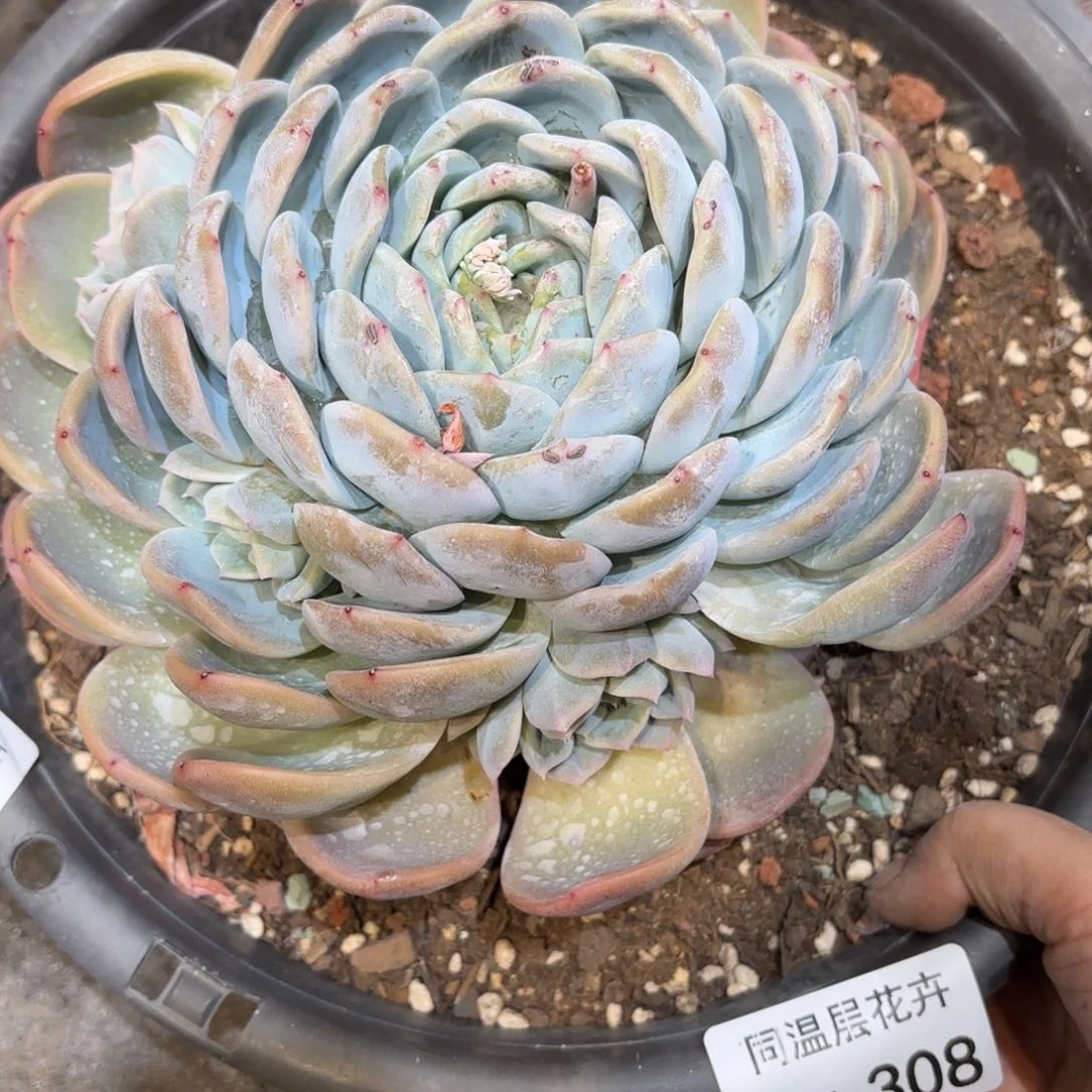 同温层多肉冰玉杂308