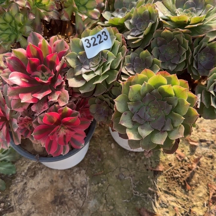 3223 清棚处理不包断枝4