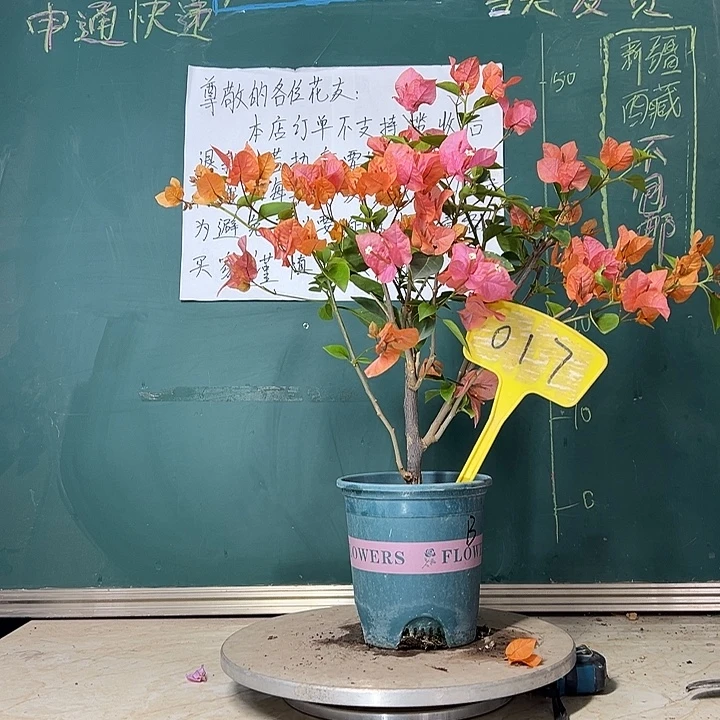 当前无花栽培后可以开花波伊斯玫瑰 017