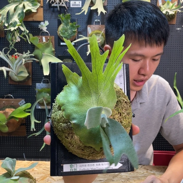 完全开放迈阿密板植