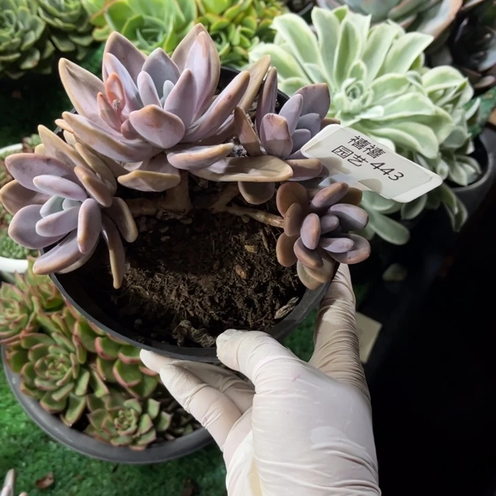 443粉兔多肉植物小老庄福利