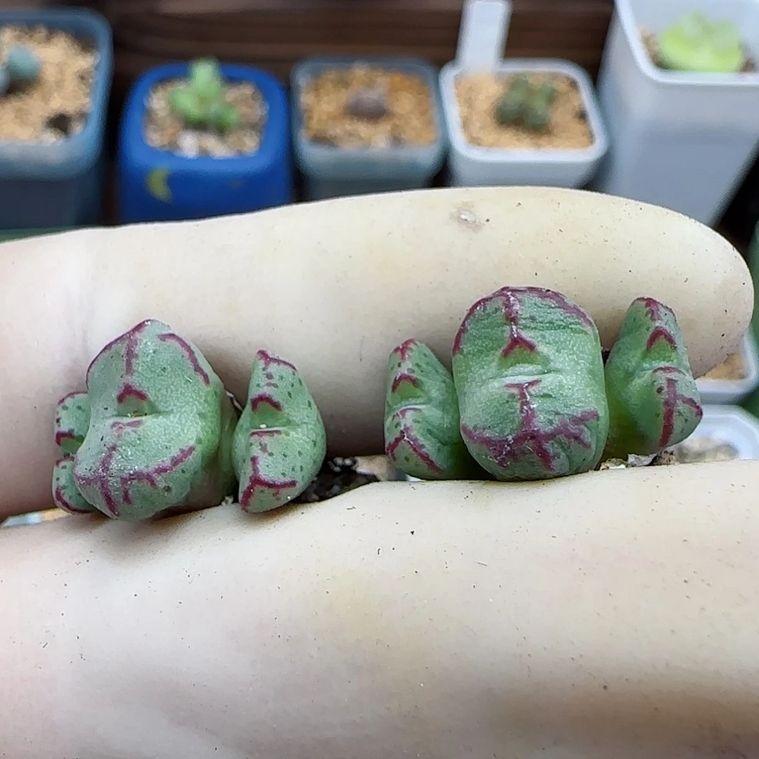 788平头斑马福利