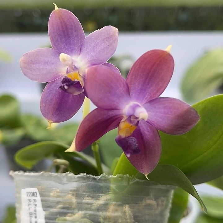 全部花苞2.5寸杯沃野萤花22362 浓香