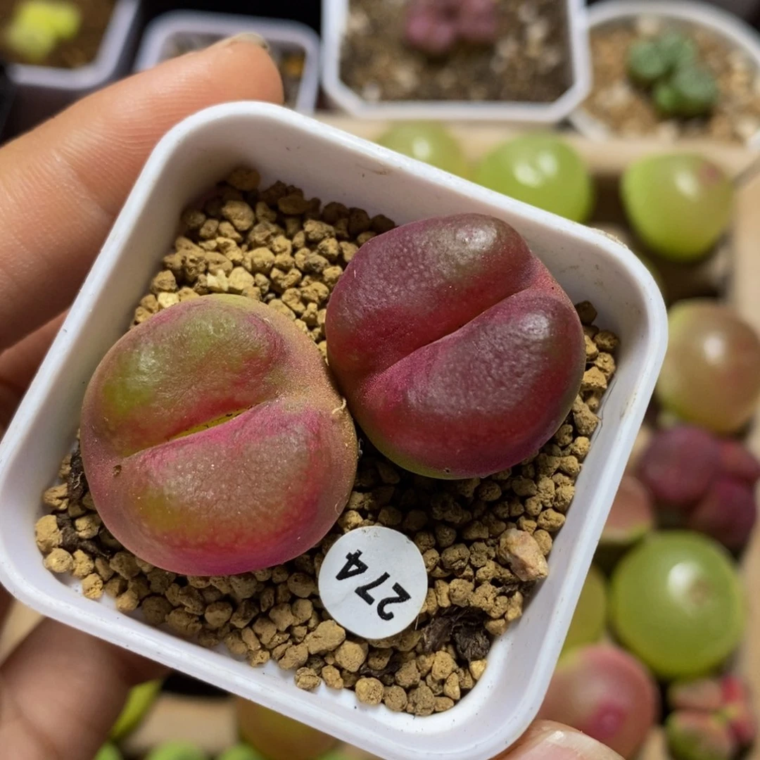 翻窗两颗2.3-2.5cm多肉274