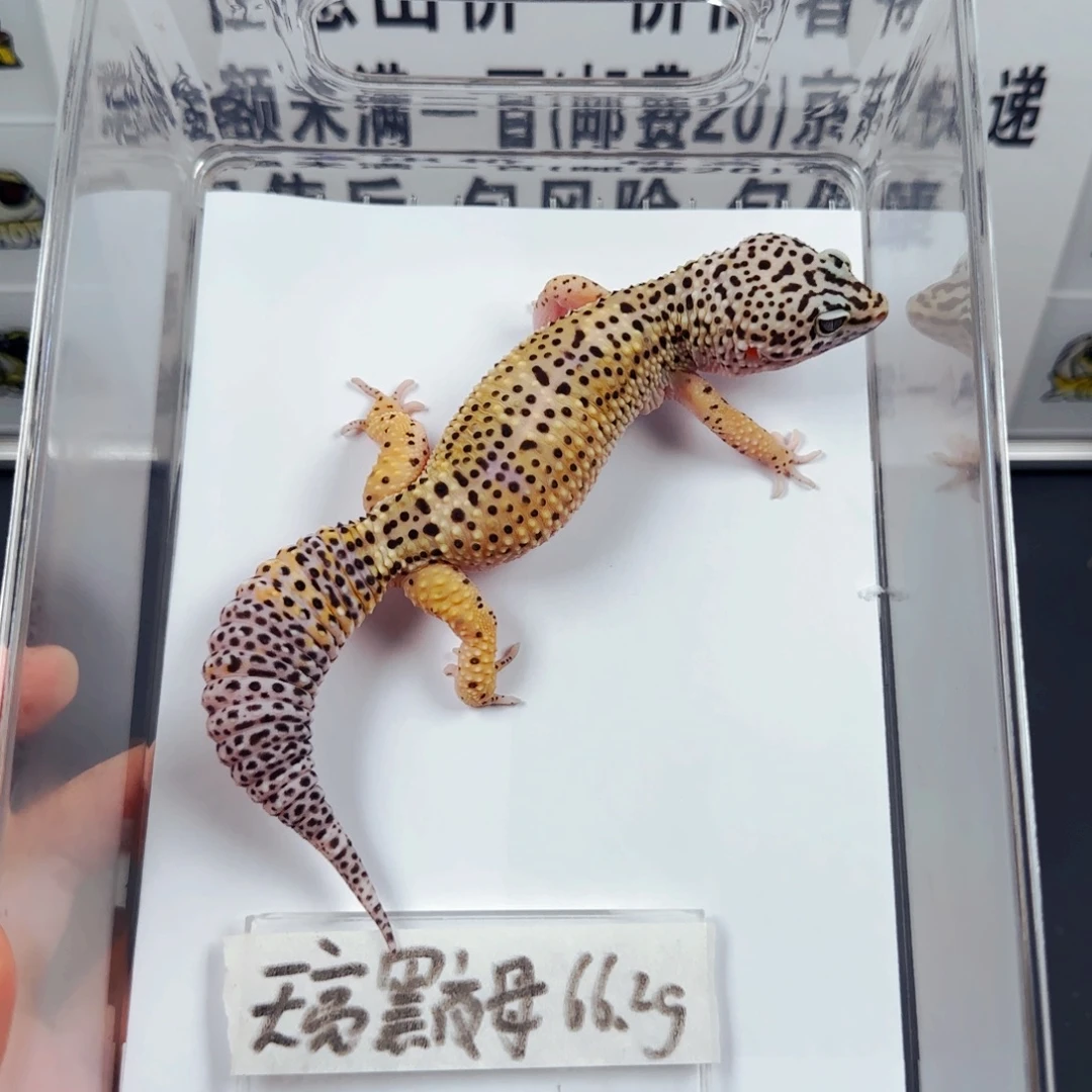豹纹守宫天亮黑夜母