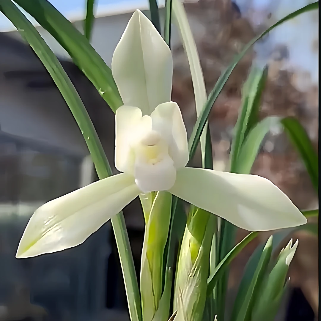 【春兰-白色恋人】产地云南 湖北恩施引种自然种植无温室阳台养兰