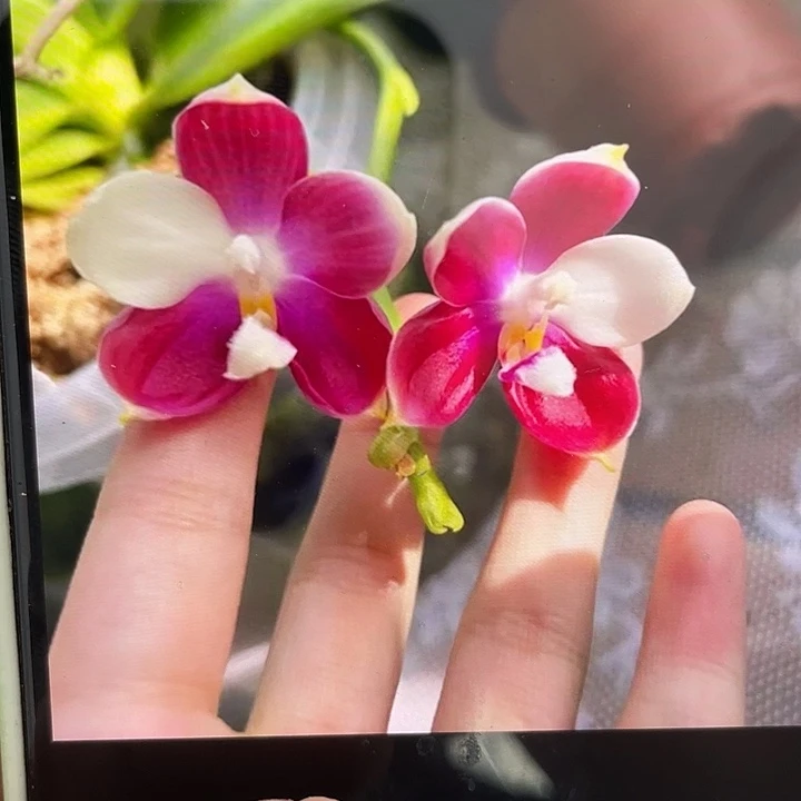 完全开放纯鱼鱼自交2.8叶片微瑕根一般可挑苗