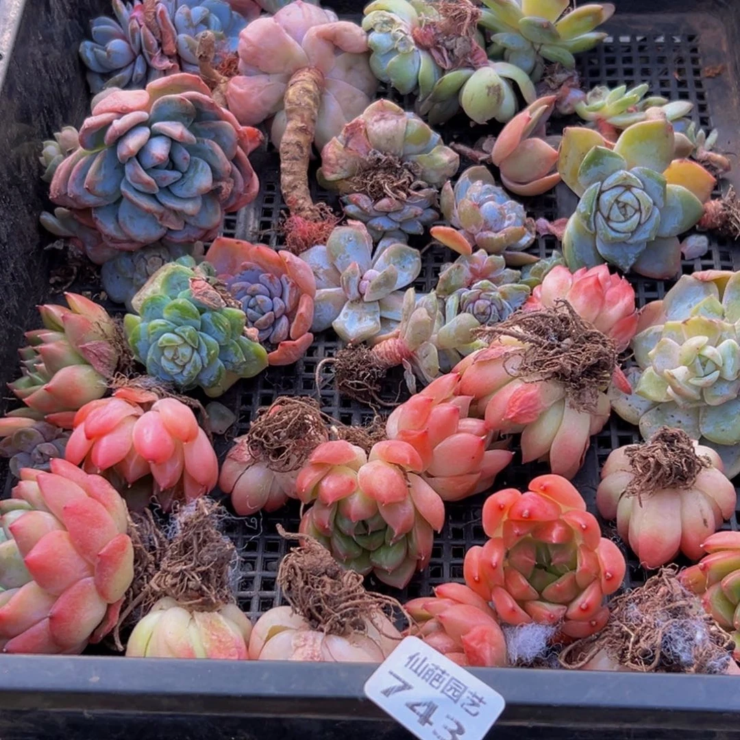 743大热的小伙伴都在用这个了