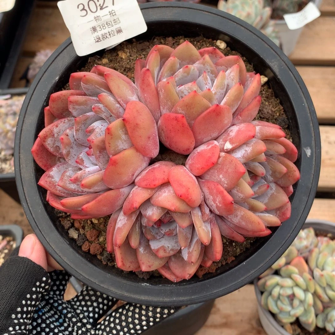 13厘米四头蒙特3027