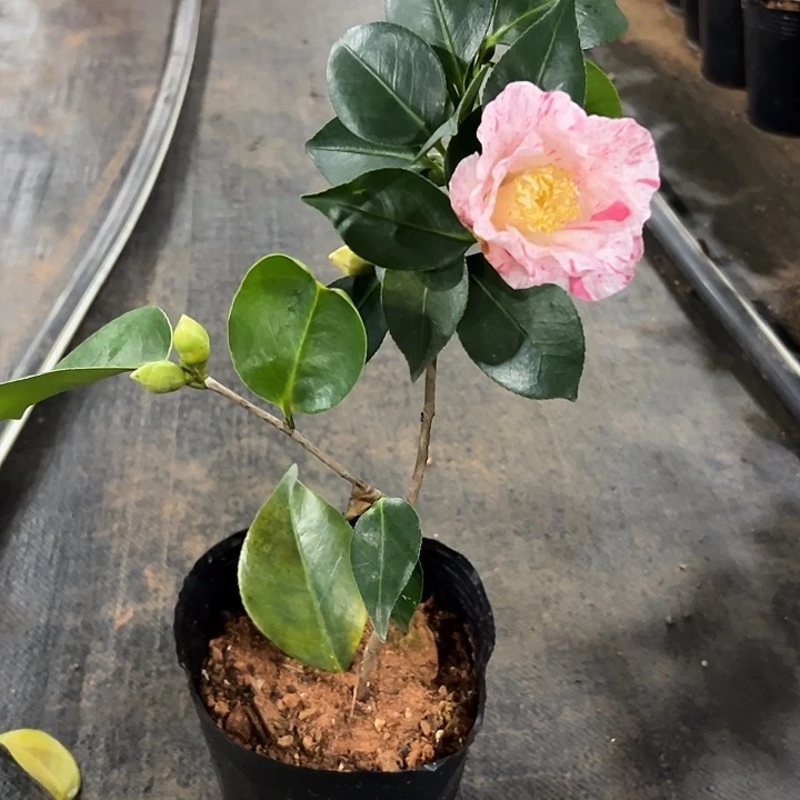 大部分花苞少量开放，吹雪白玉