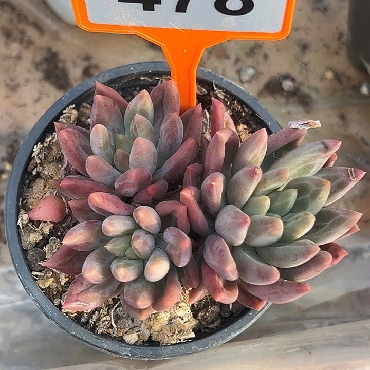 水晶球多肉植物478