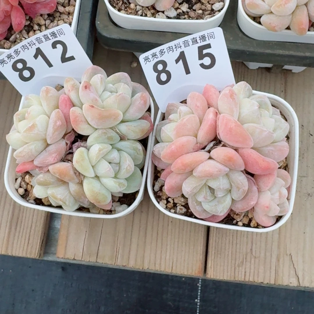 趣**?         精品多肉