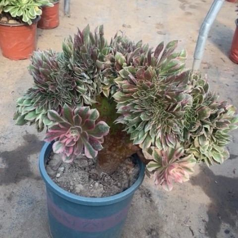 女神缀多肉植物019