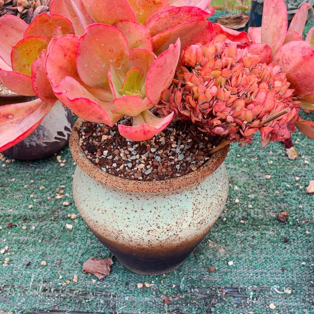 赵***恩整版缀化的帕比斯玫瑰群生不带盆