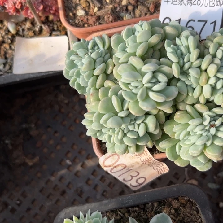 幸运儿的一个好消息幸运