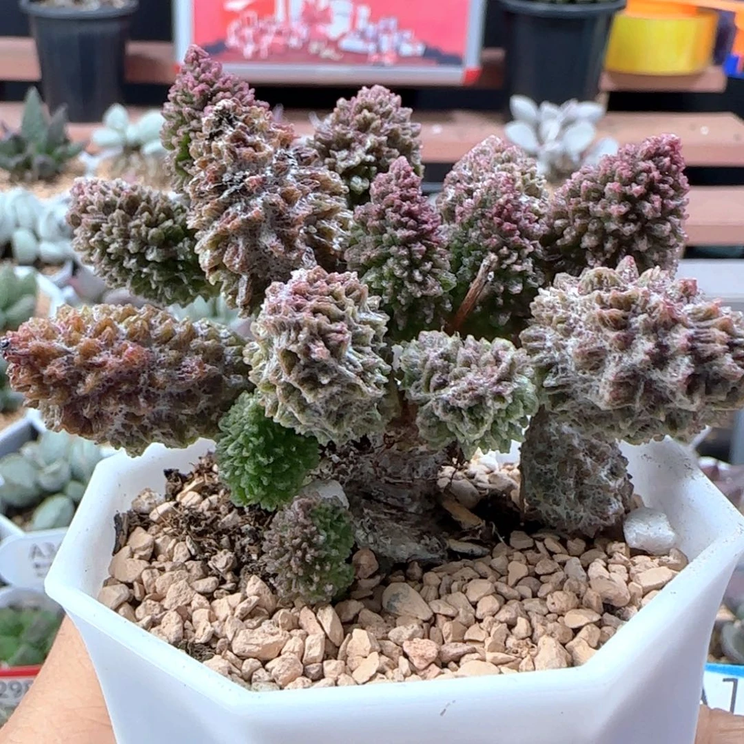 朱紫玉。     131。