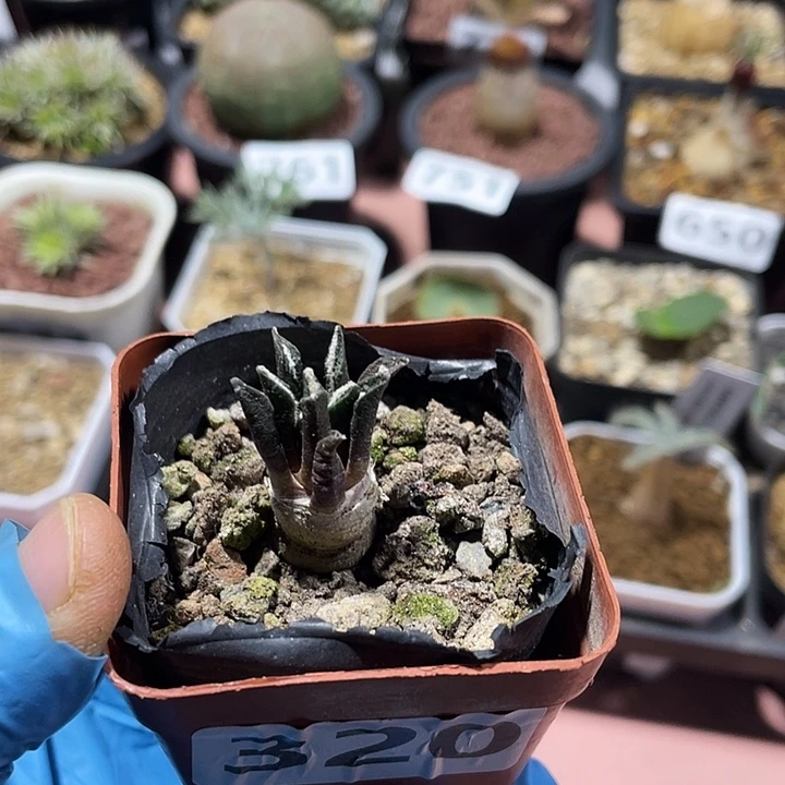 320黑牡丹仙人球，