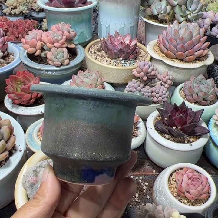 特价花盆 满50发货 内口5.5