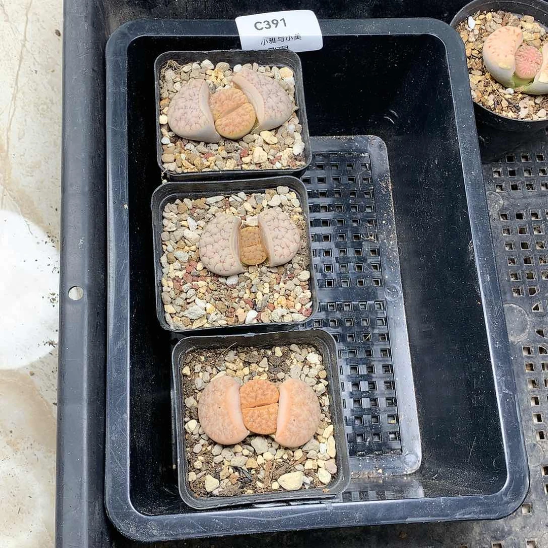 永***恋C391多肉植物保护研究所