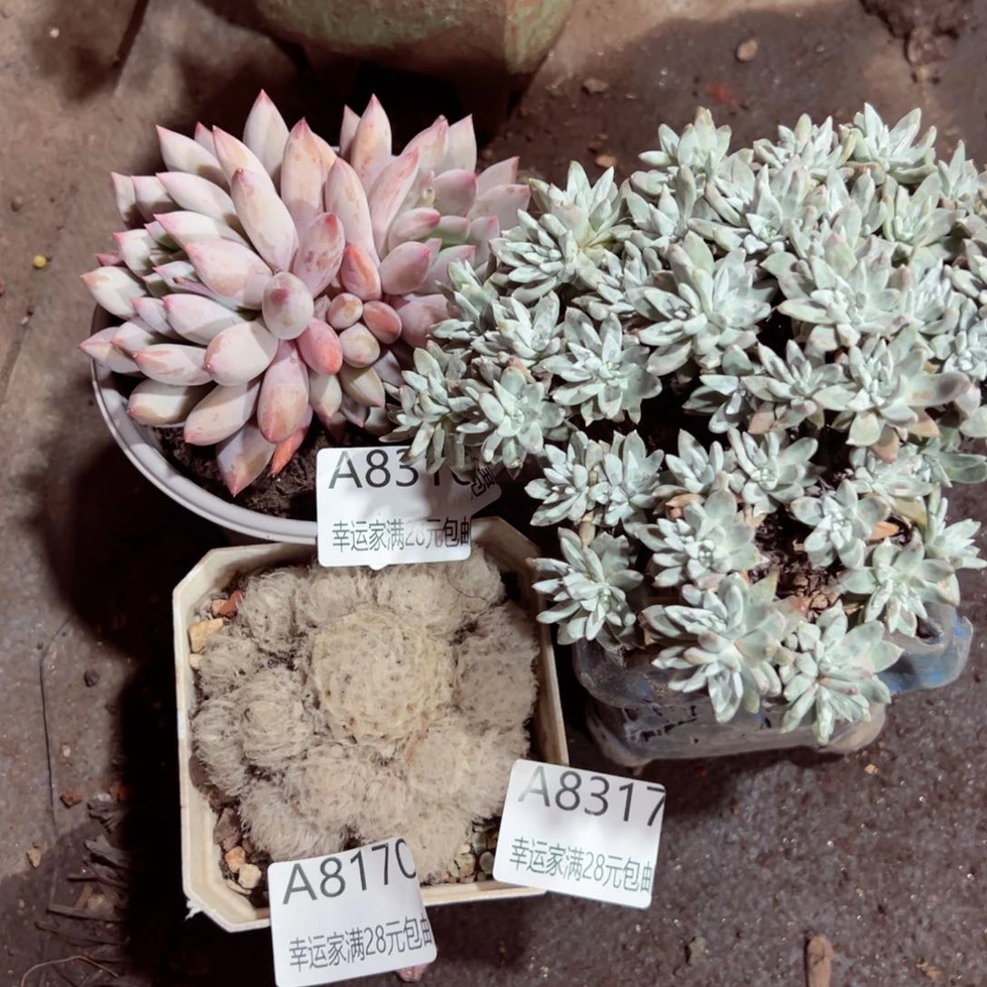 今****皮幸运的是我的