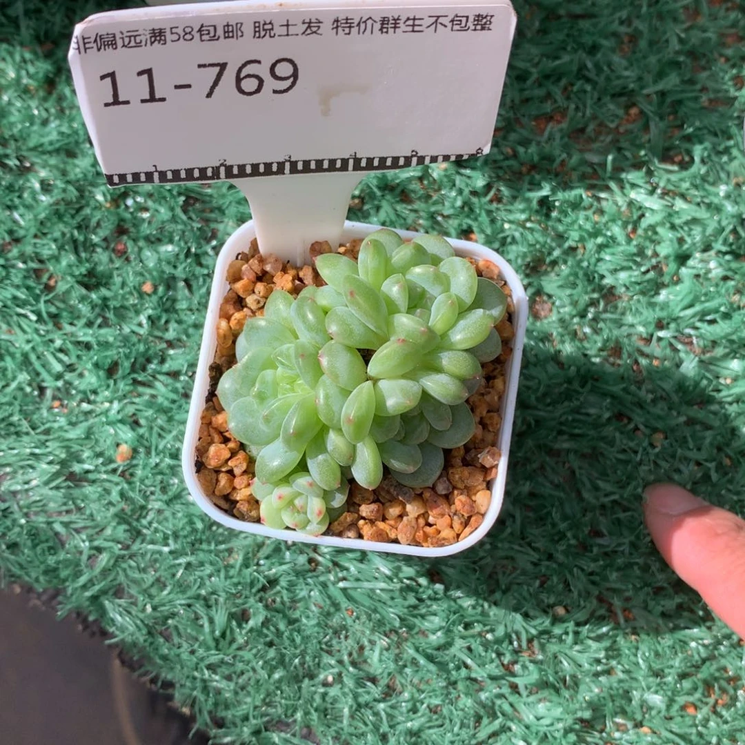 遥遥领先珍妮优选58包邮不包整