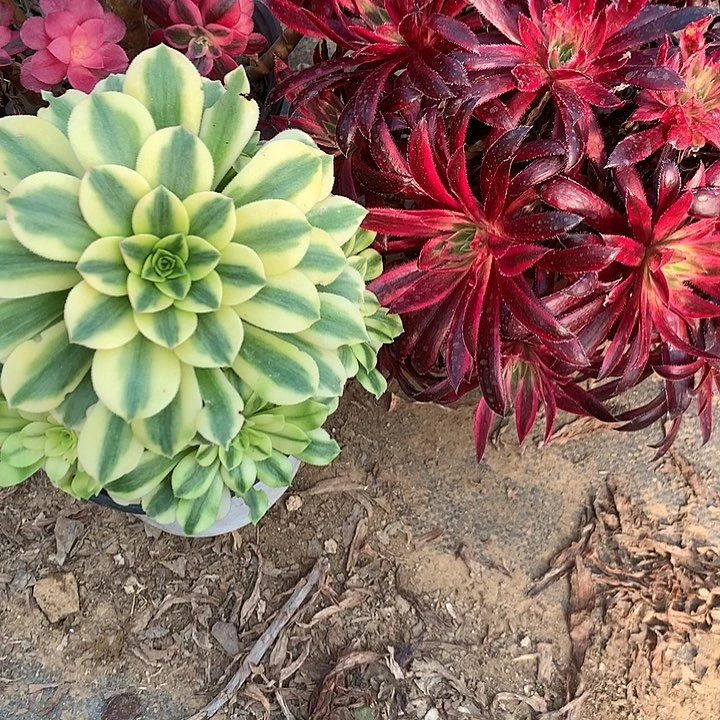 多肉植物三颗组合有砍9