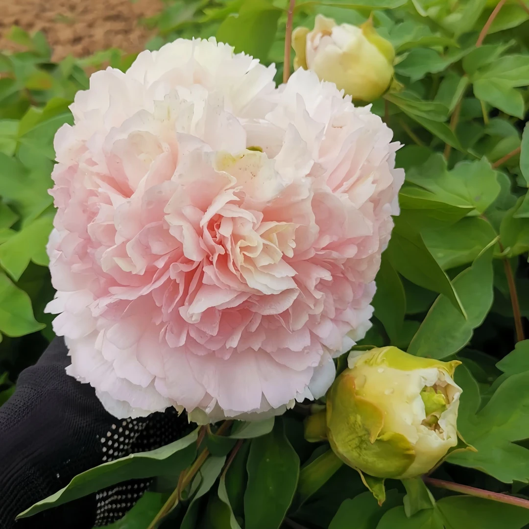 ｛绿香球}先发肥料 秋天发苗