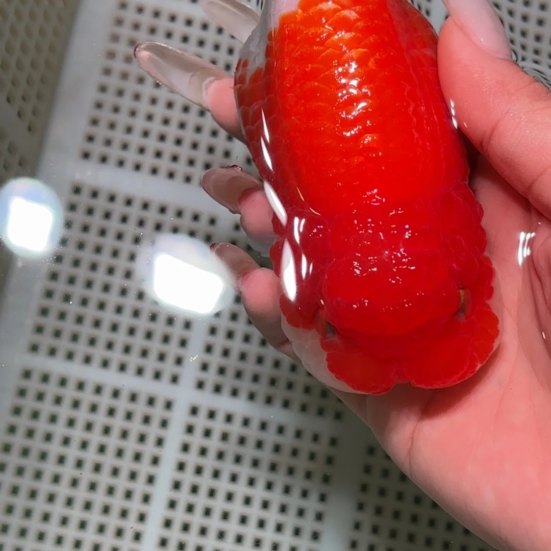 N****金鱼不拍包装运费到付，拍包装包邮