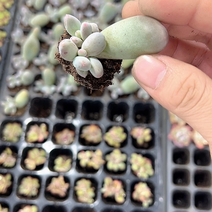 米可奶 满10颗包邮