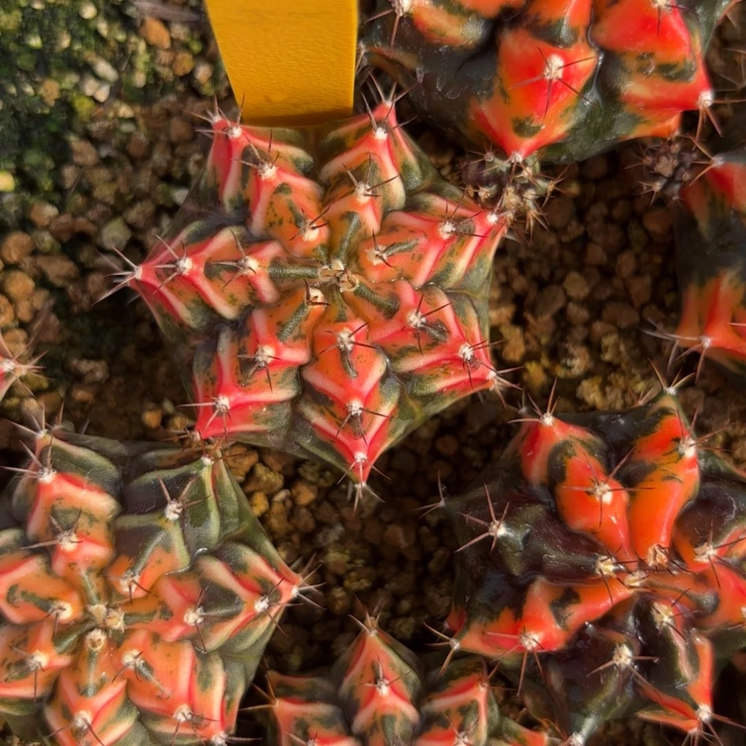 L543-0102泰国发货