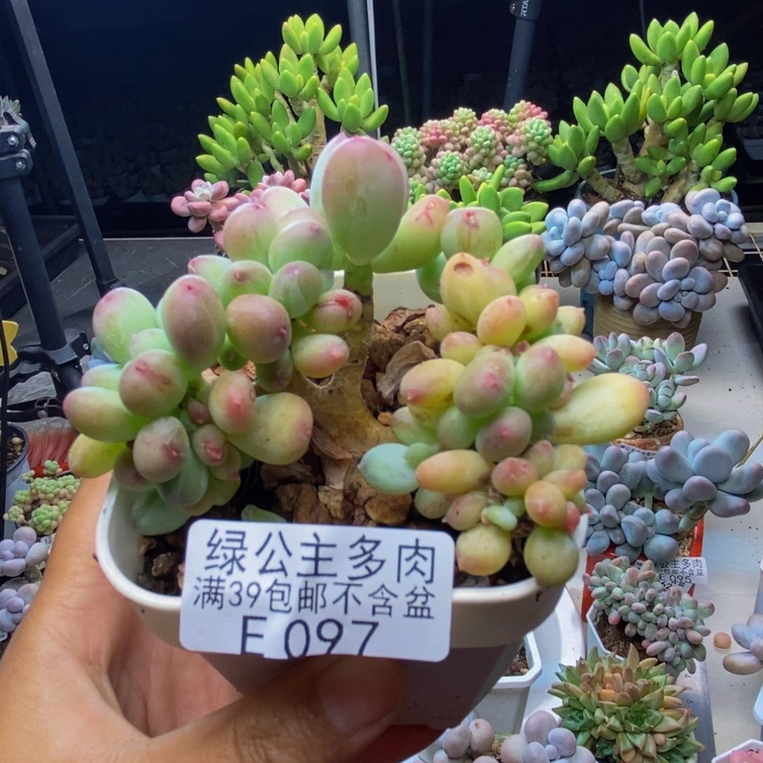 097苹果奶四代缀7cm