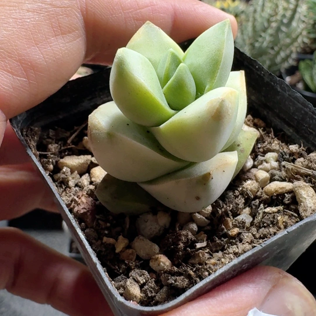 299纪之川锦脱土发货