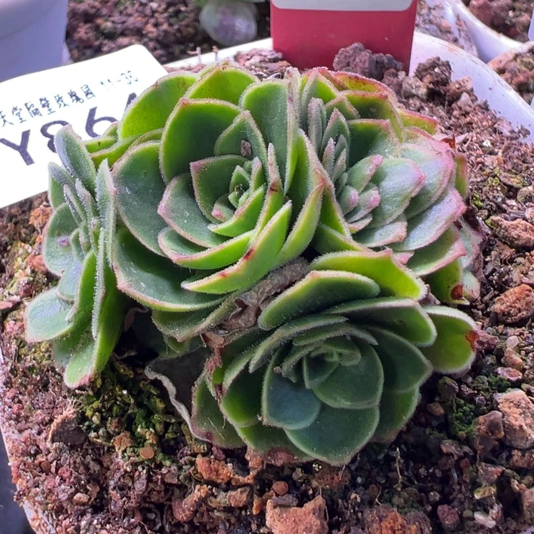 杨864 紫莜晶钻若初